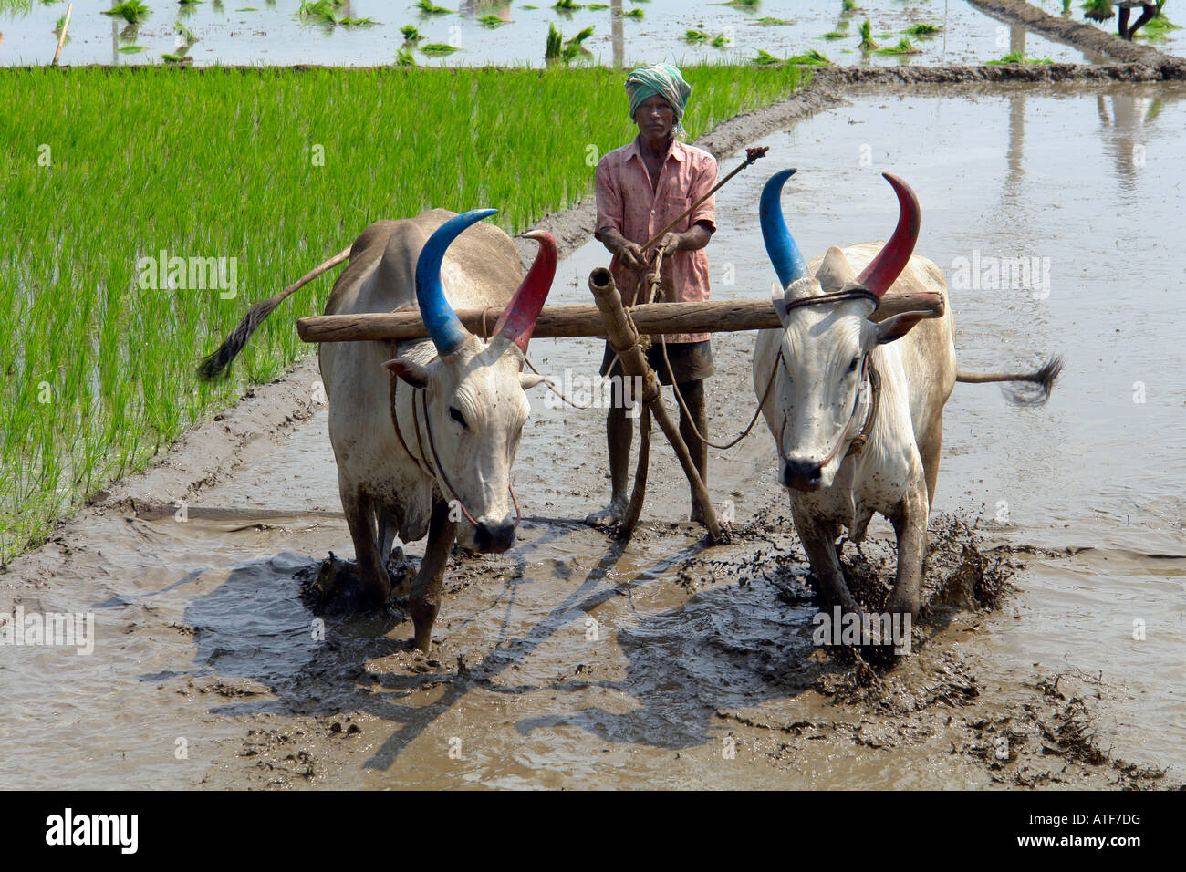 Rurale tradizionale allevamento indiano giovenchi essendo utilizzato per la coltivazione di colture di riso Foto Stock