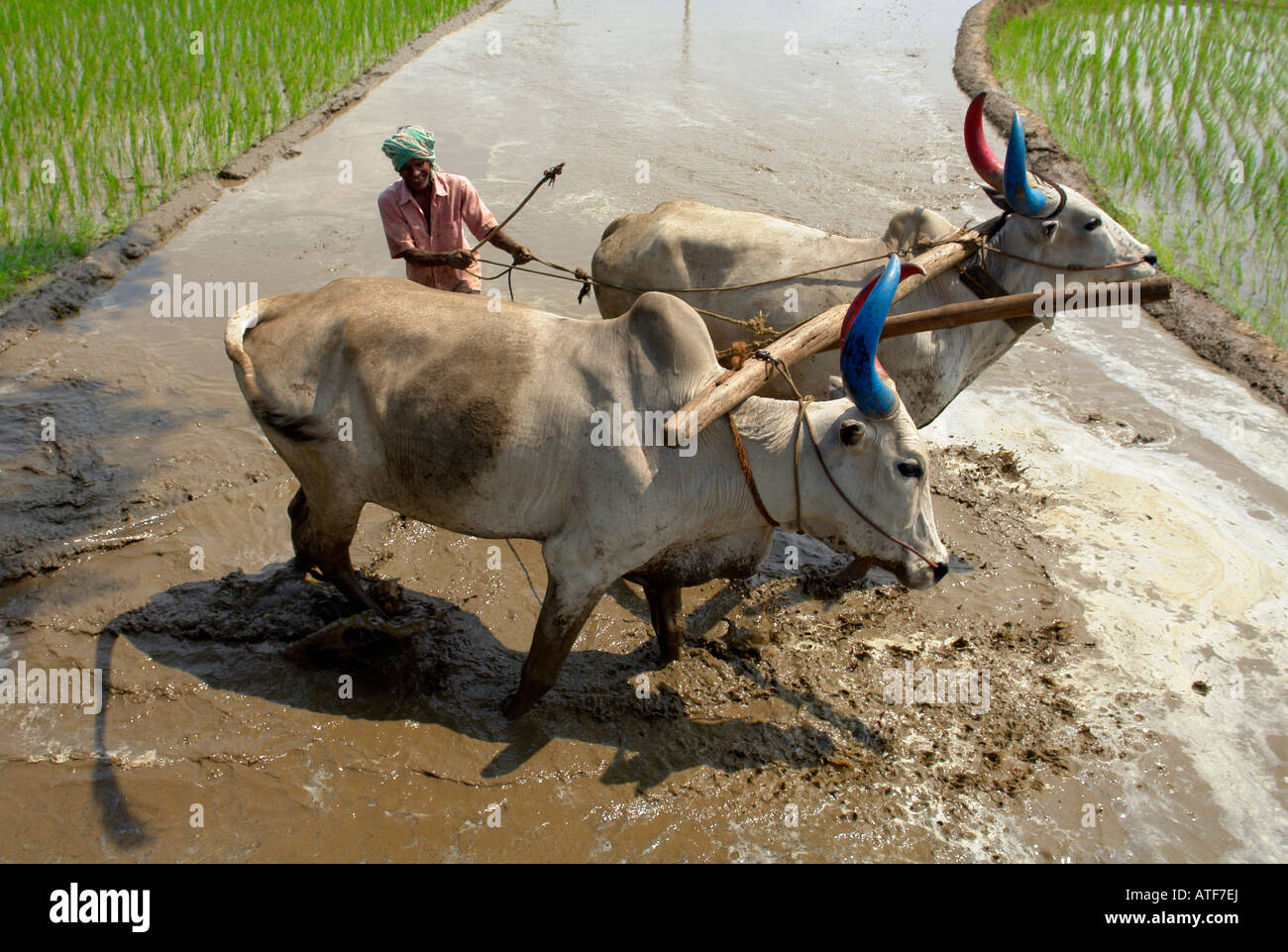 La tradizione indiana giovenchi campo coltivato in India del sud Foto Stock