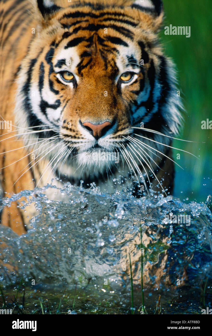 Tigre del Bengala in esecuzione attraverso l'acqua modello della fauna selvatica Foto Stock