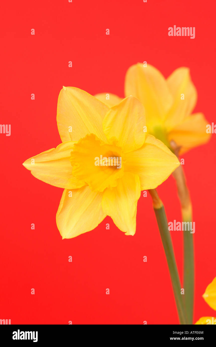 Di colore giallo brillante tromba Daffodil fiore reciso su uno sfondo rosso Foto Stock