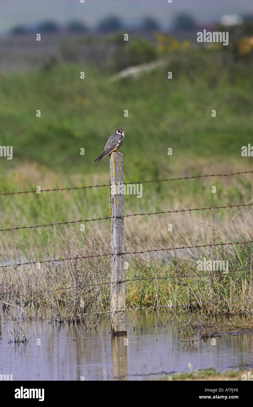 Eurasian Hobby Falco Subbuteo® appollaiato sul palo da recinzione Laguna Pitillas Navarra Spagna Foto Stock