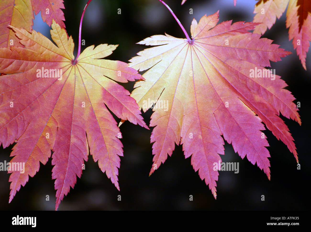 Foglie di acero in rosso e oro. Foto Stock