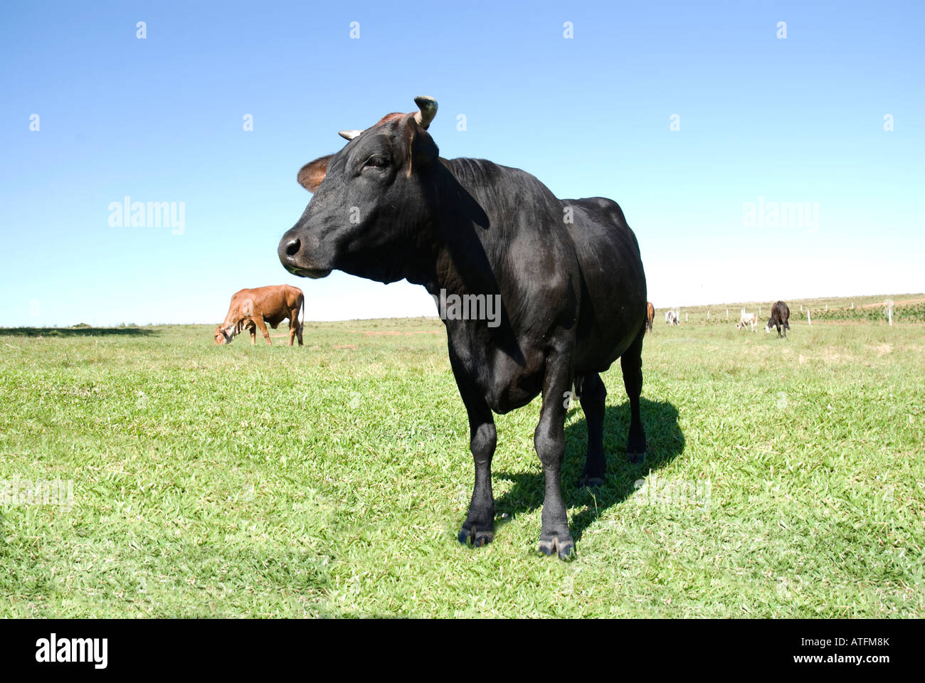 Mucca nera in piedi nel sole, con l'azzurro del cielo e il verde erba. Foto Stock