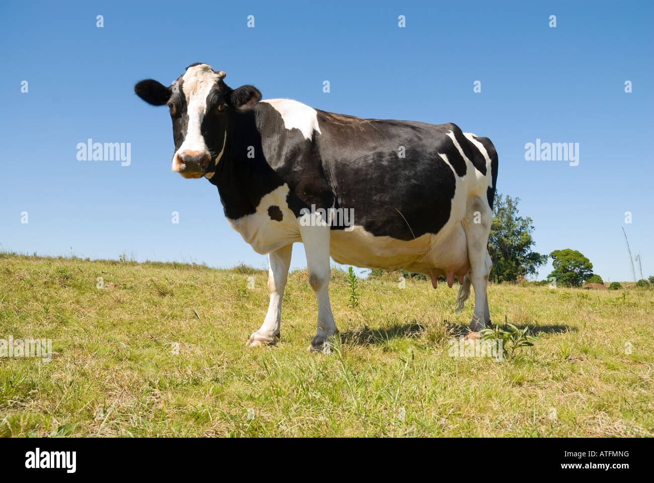 Mucca pezzata in piedi nel sole, guardando dritto verso la fotocamera, con  il blu del cielo e il verde erba Foto stock - Alamy