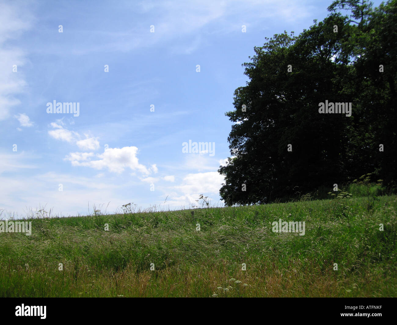 Regno Unito rurale scena in estate Foto Stock