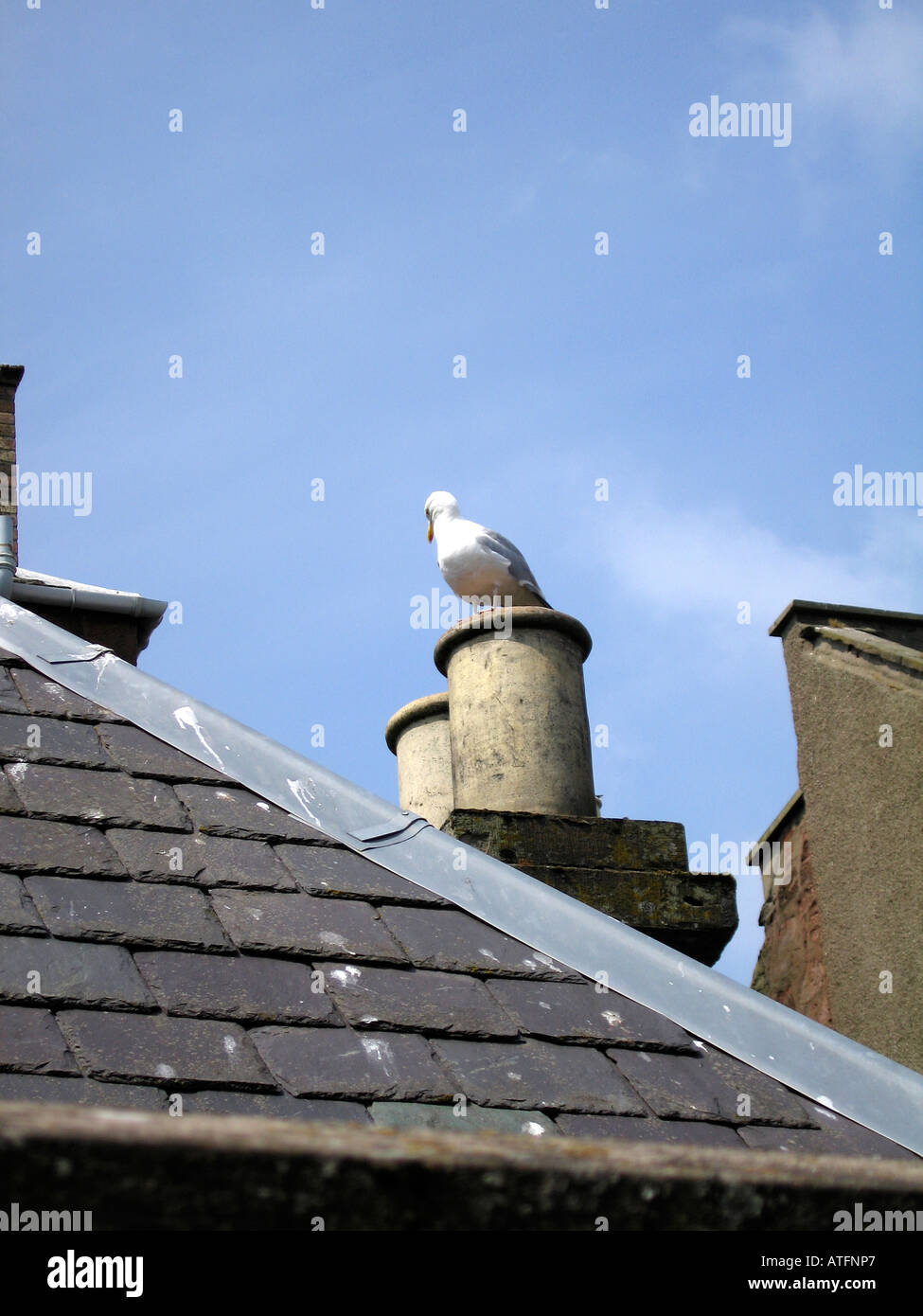 Seagull appollaiato sul comignolo della proprietà sul mare Foto Stock
