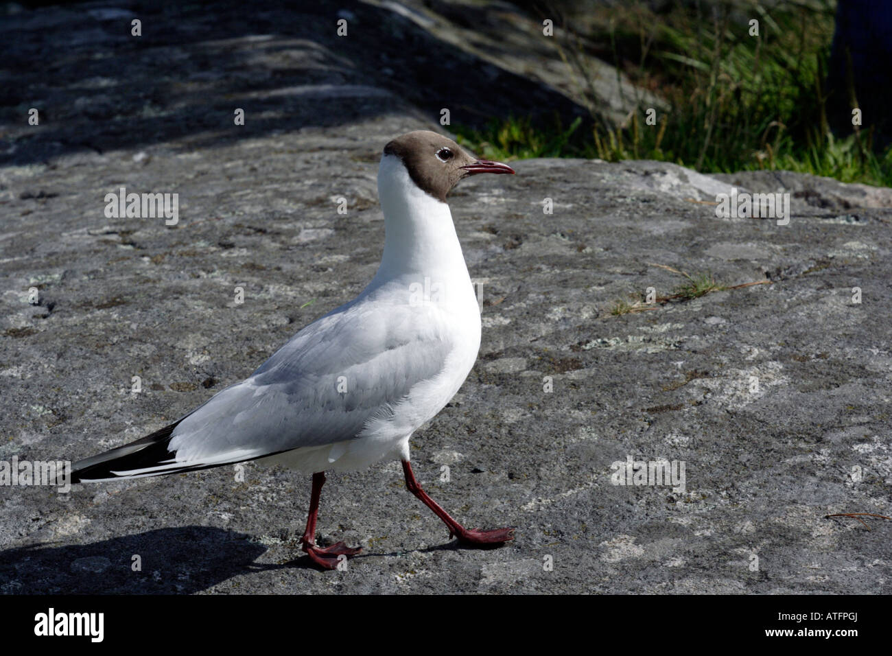 A testa nera gull facendo una passeggiata Foto Stock