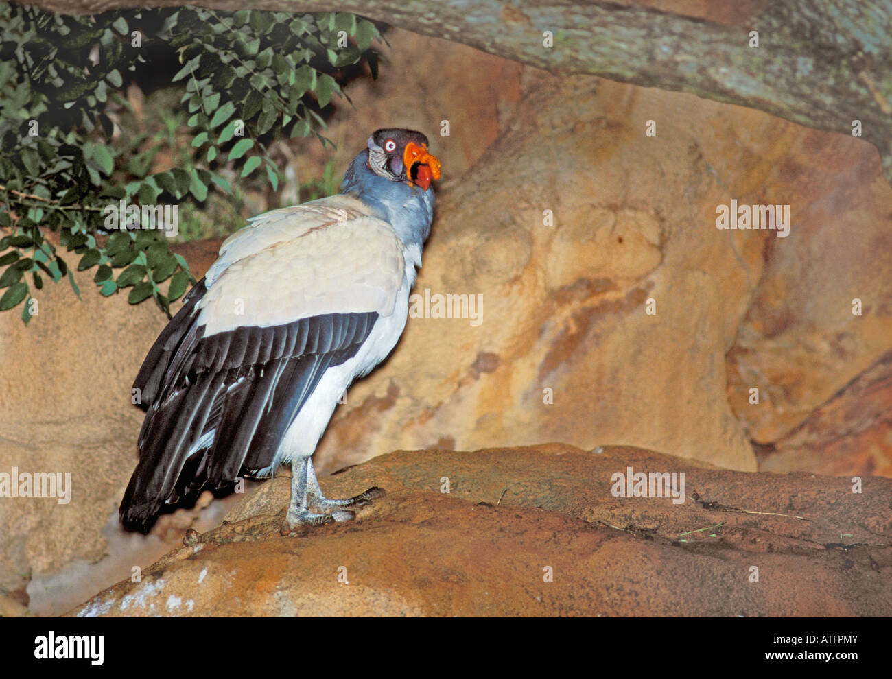 King Vulture Sarcoramphus papa Oklahoma City zoo di Oklahoma Stati Uniti possono adulto Cathartidae captive Foto Stock