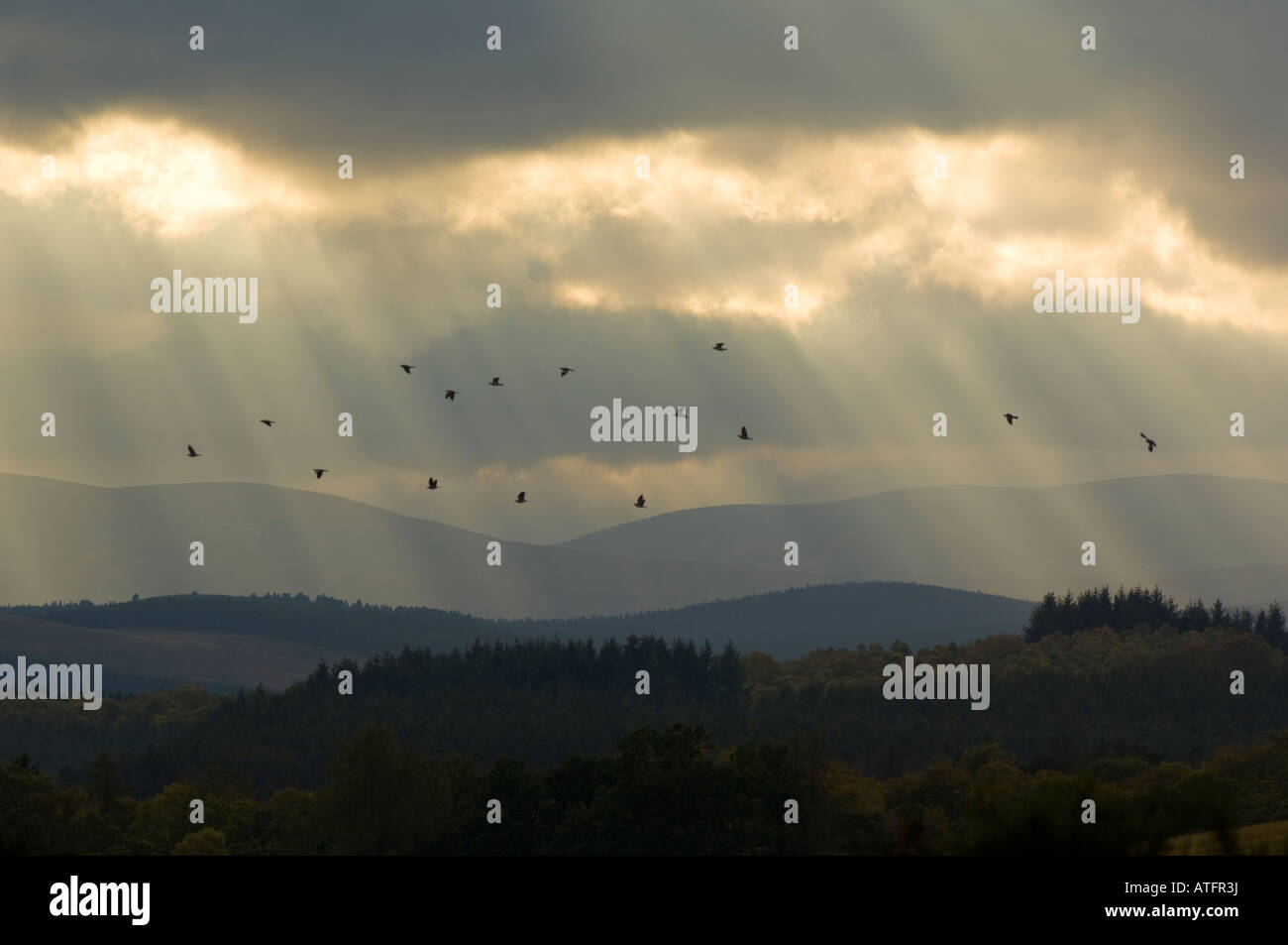 Un gregge di colombacci Columba palumbus, volare attraverso gli alberi di luce del sole sopra le Dee Valley vicino a Banchory, Aberdeenshire. Foto Stock