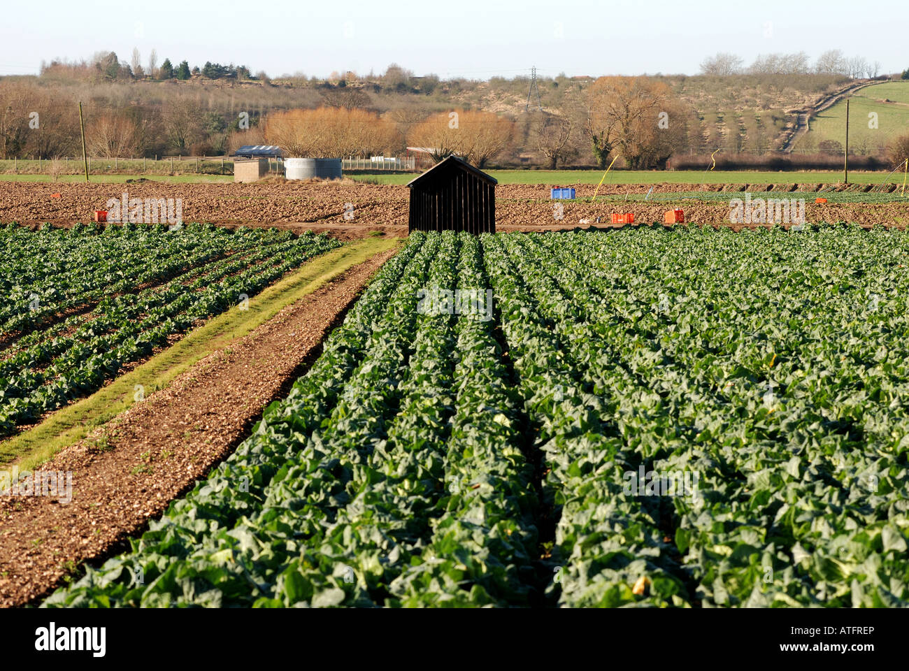 Verdure di primavera raccolto a Offenham, Vale of Evesham, Worcestershire, England, Regno Unito Foto Stock