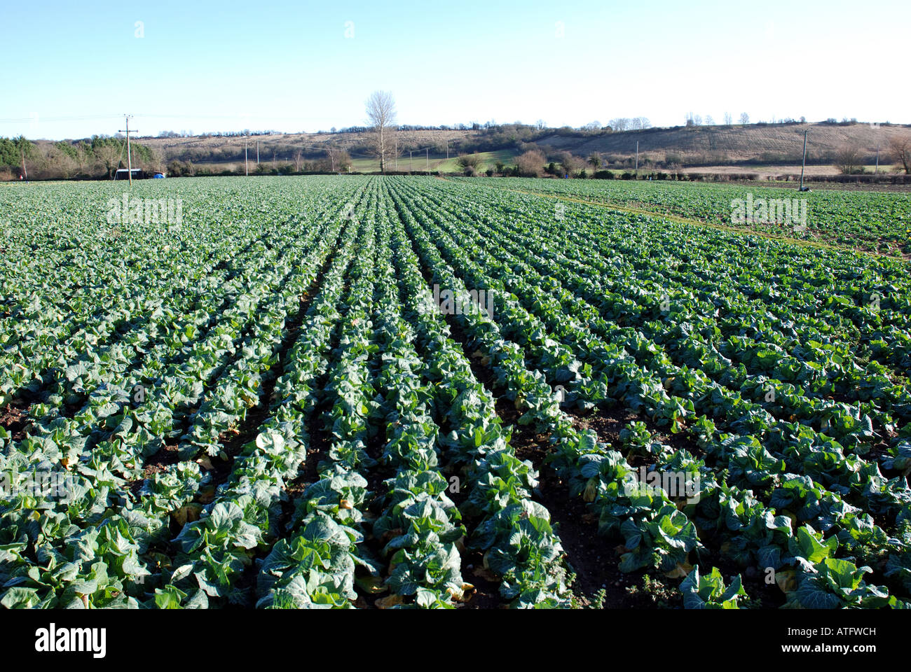 Verdure di primavera raccolto a Offenham, Vale of Evesham, Worcestershire, England, Regno Unito Foto Stock