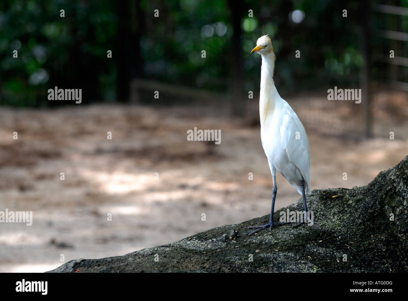Airone guardabuoi (Bubulcus ibis). Parco degli Uccelli di Jurong Singapore Foto Stock