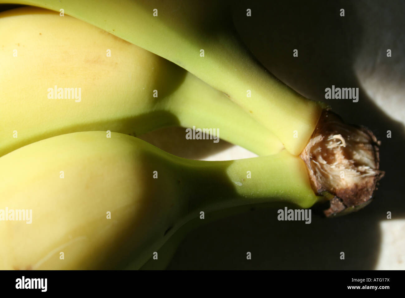 Foto ritratto di tre banane ancora sulla loro steli non spelati Foto Stock