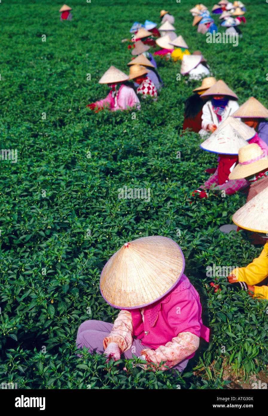 Hainan Island donne lavoratori di campo peperoni impollinare a mano Foto Stock