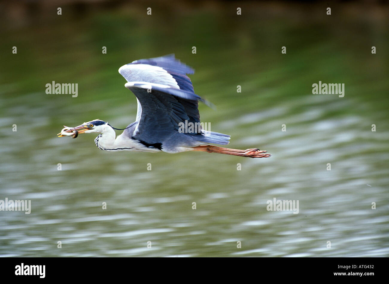 Heron grigio (Ardea cinerea) in volo con prede di pesce nel becco Foto Stock