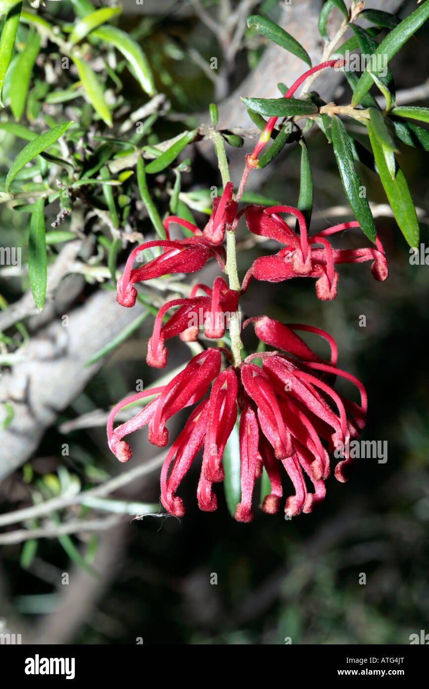 Ragno rosso Flower-Grevillea speciosa-famiglia Proteaceae Foto Stock