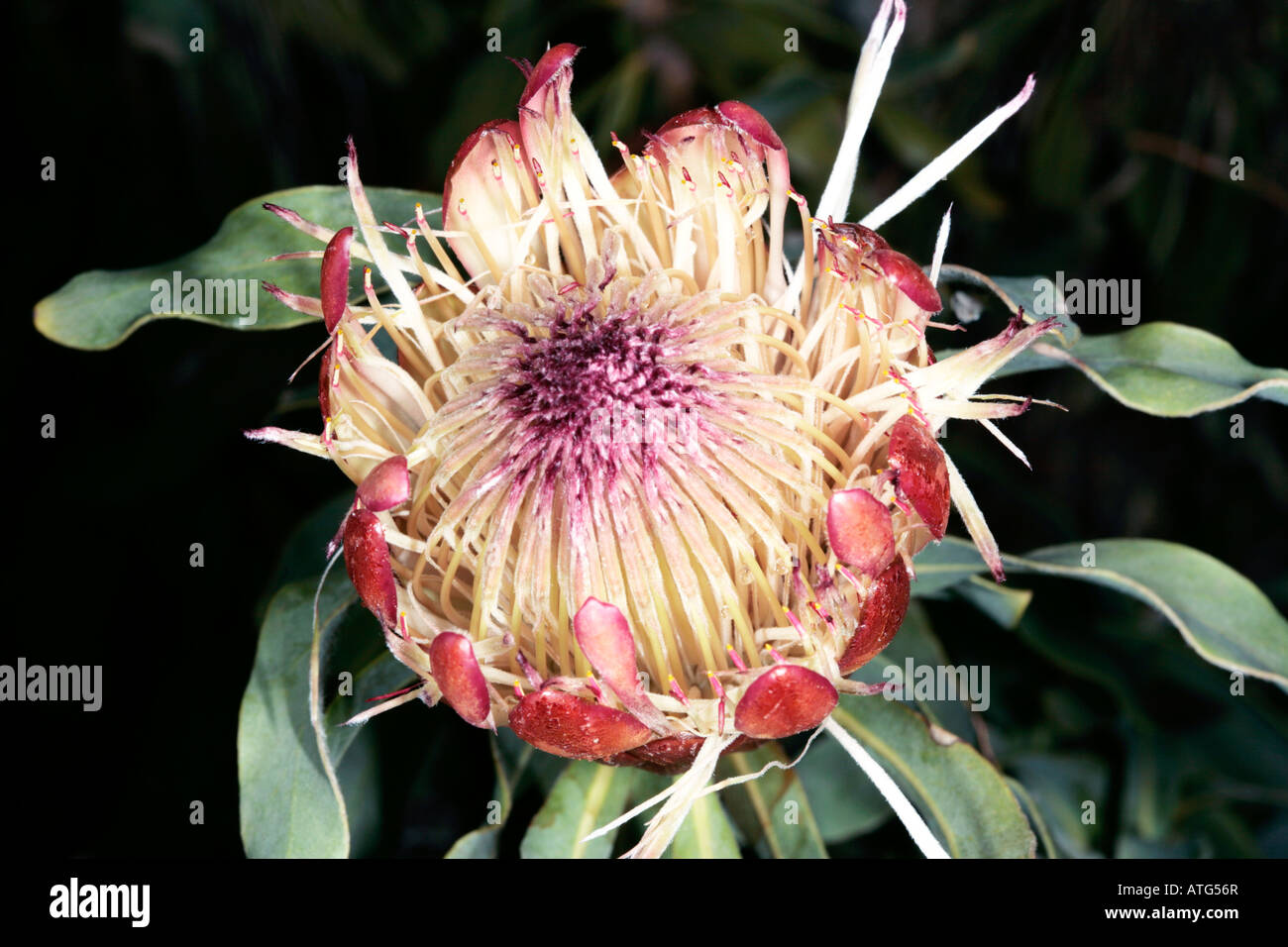 Oleandro-lasciava Protea/ lungo lasciato Sugarbush - Protea neriifolia -Famiglia Proteaceae Foto Stock