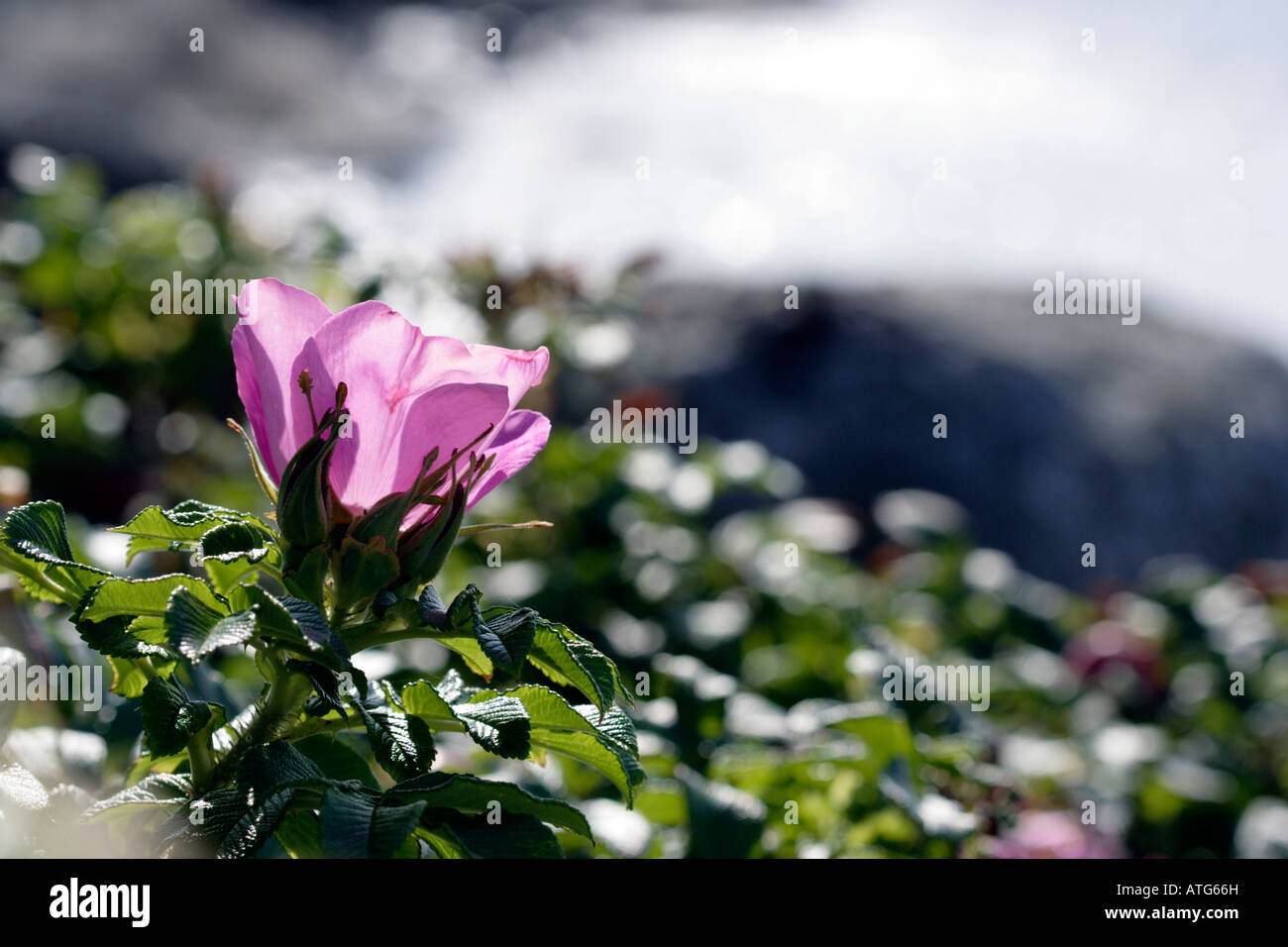 Glaucous rosa canina in luce diretta Foto Stock
