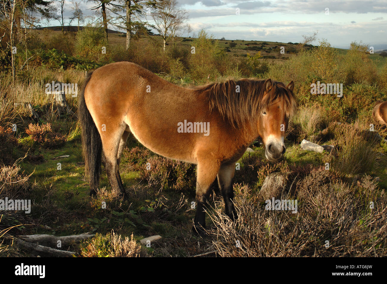 Exmoor pony a Stiperstones Riserva Naturale Nazionale Shropshire Inghilterra Foto Stock