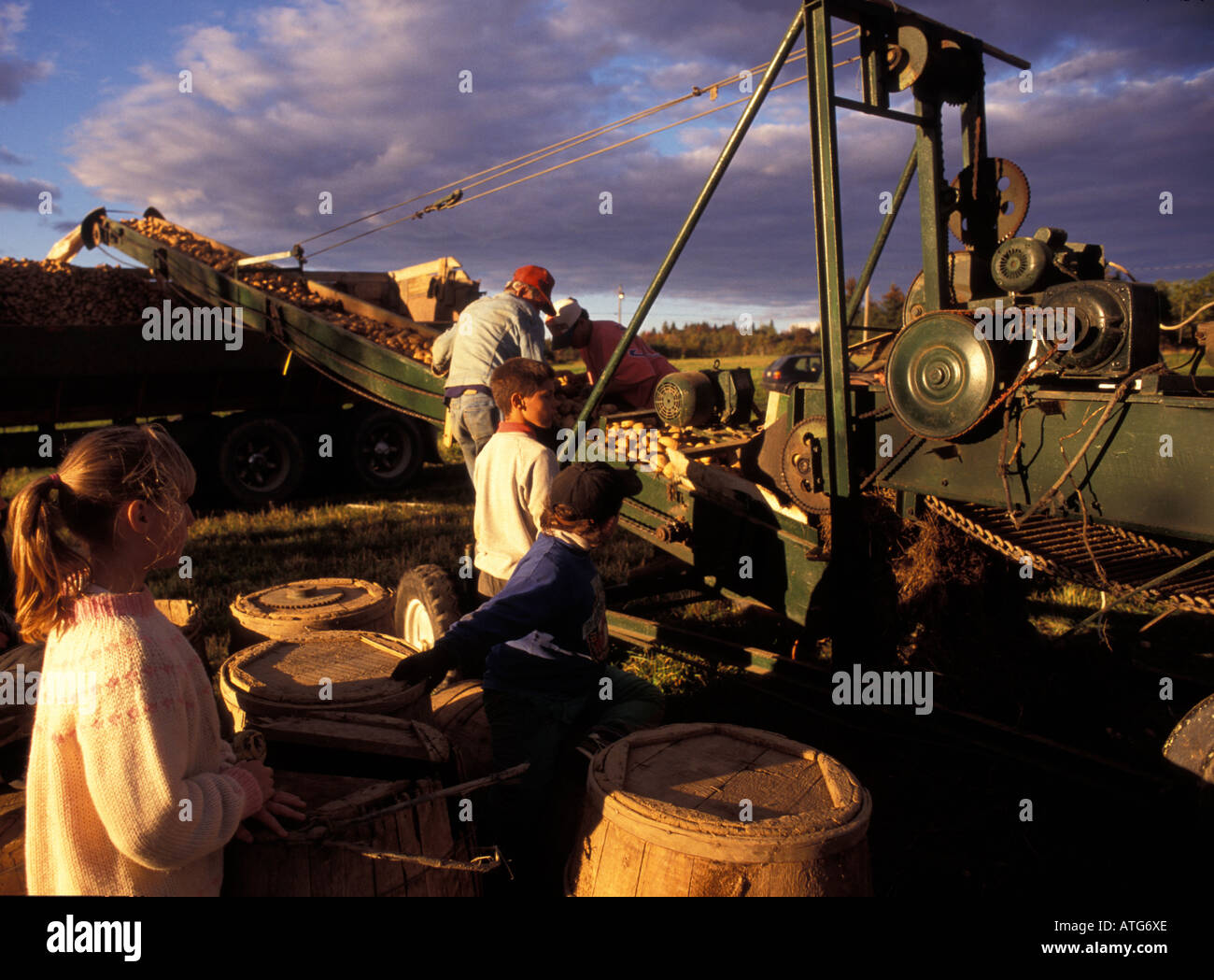 Immagine di stock di ragazzi e ragazze per aiutare durante la caduta di patate utilizzando harest barili per la raccolta a mano Foto Stock