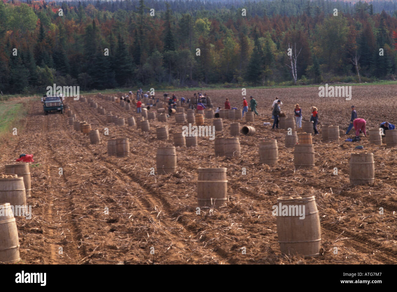 Immagine di stock di studenti raccolta di patate in New Brunswick Canada Foto Stock