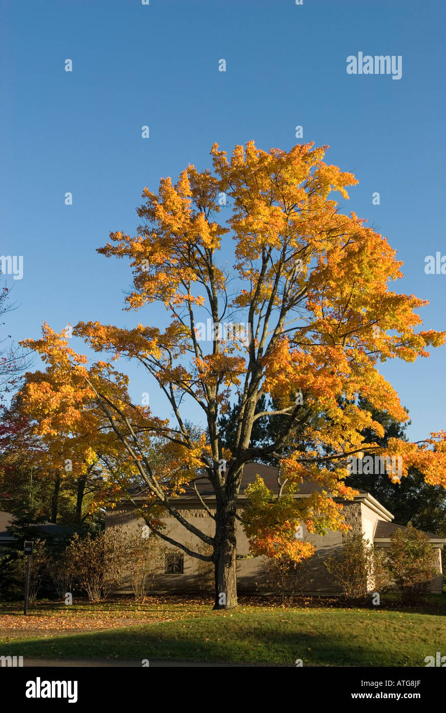 Immagine di stock di olmo in piena caduta delle foglie di colori su vecchio governo prato in Fredericton New Brunswick Canada Foto Stock