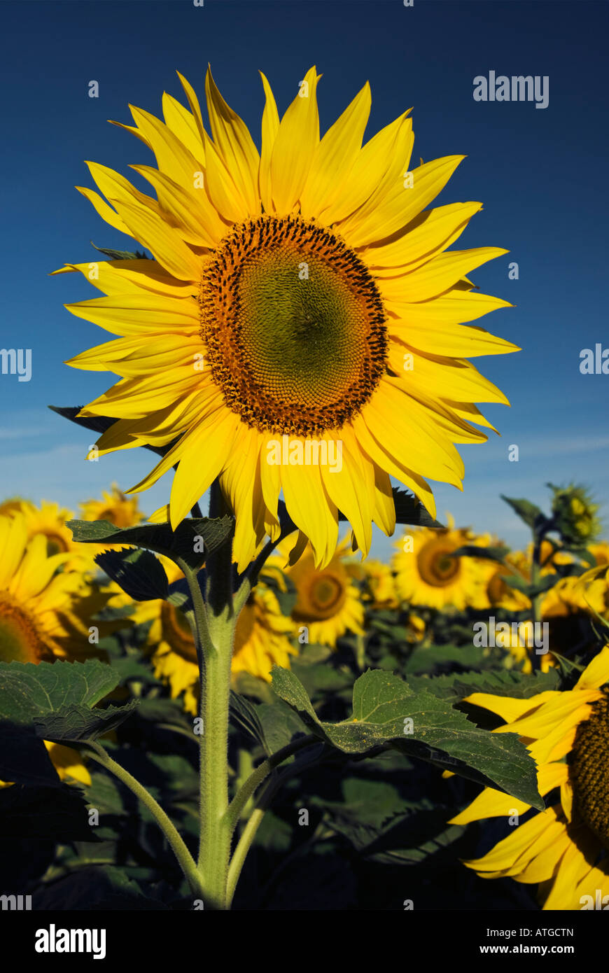 Un girasole si eleva alto rispetto agli altri in un campo vicino a Oamaru, Orago, Nuova Zelanda. Foto Stock
