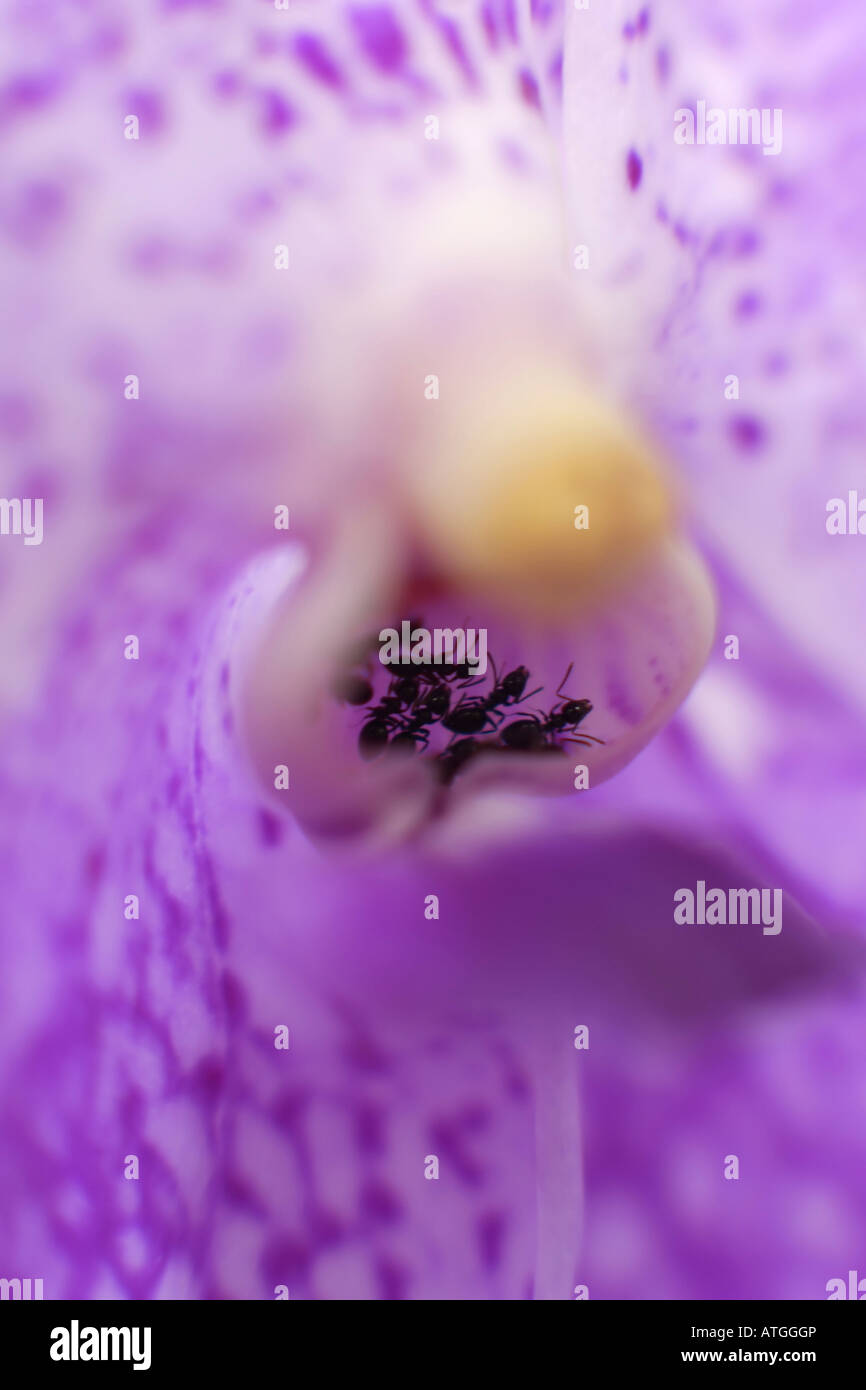 Alimentazione di formiche sul necter su un bel orchid Foto Stock