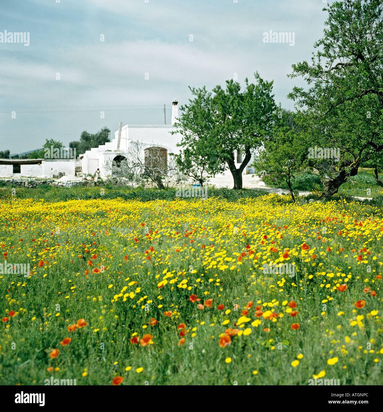 Un campo di fiori di primavera in Puglia sud italia UE Foto stock - Alamy