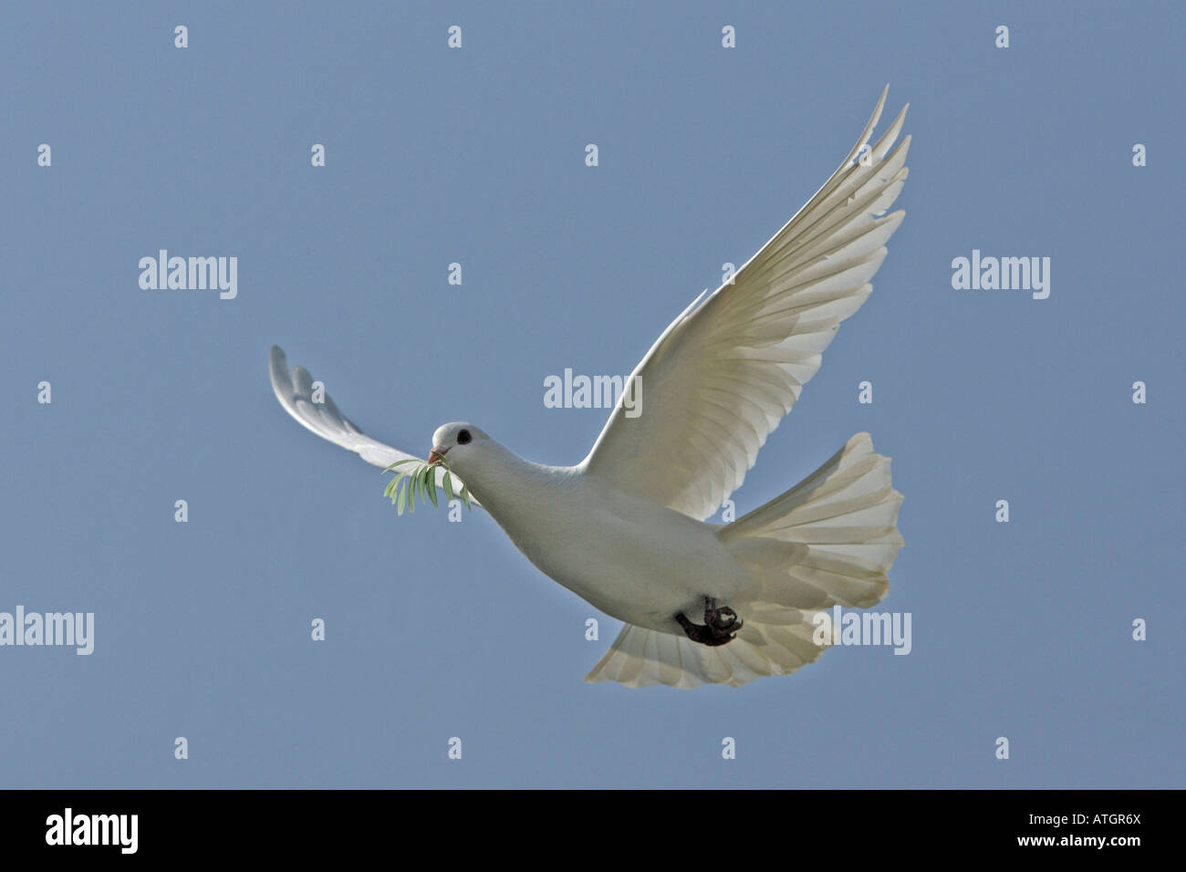 Colomba Bianca, Colomba della Pace (Columba sp.), volare con olio di oliva ramoscello nel becco, immagine manipolata Foto Stock