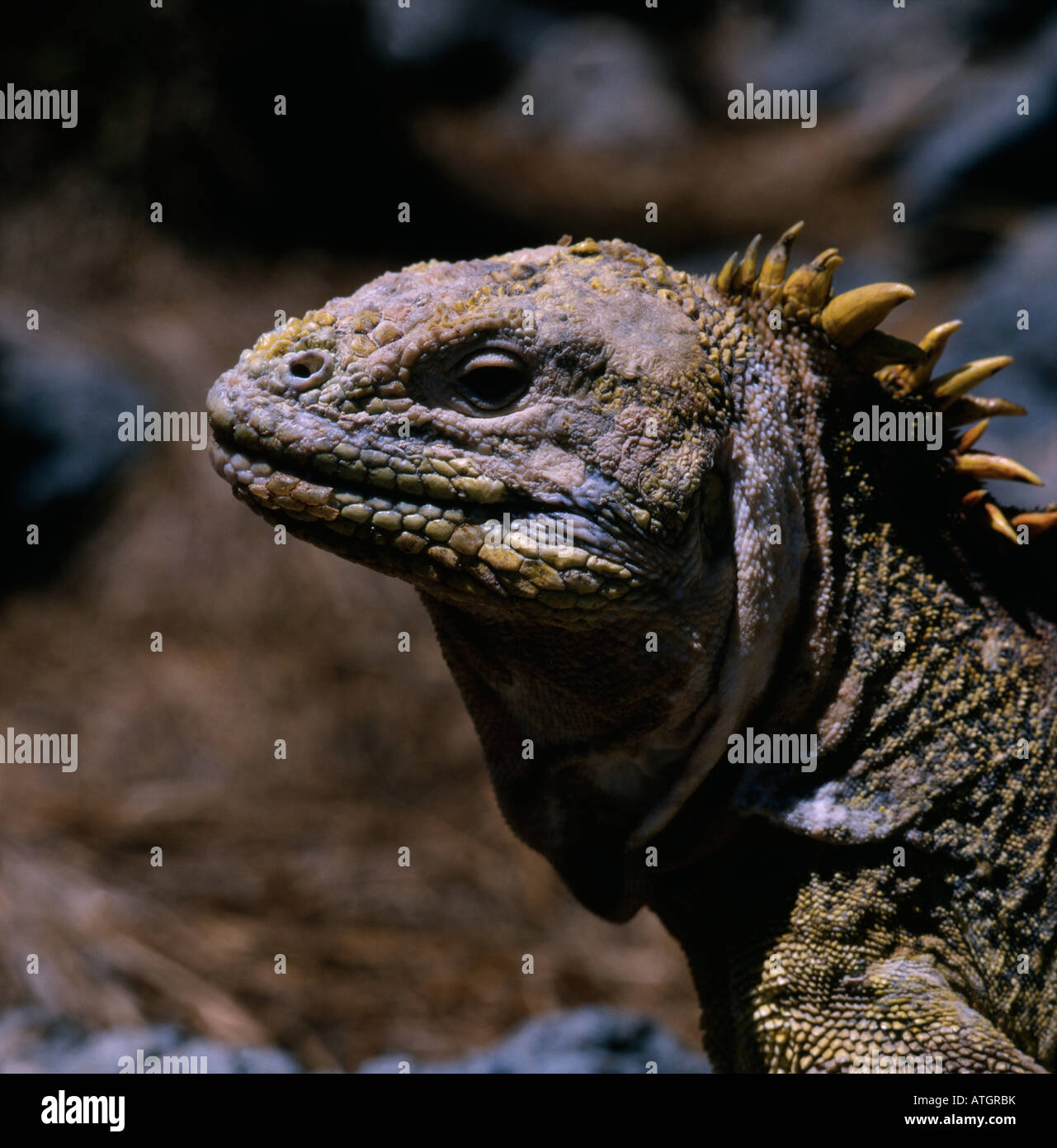 Ritratto d Iguane terrestre Ile de Sud Plaza Galapagos adulti adulti da sola America biodiversità biodiversità Bioiversity mana Foto Stock