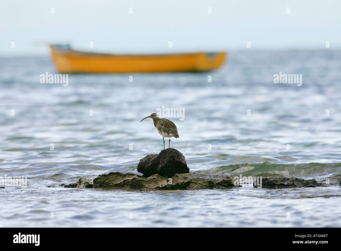 Gli uccelli di mare, Grande Baie, Mauritius Foto Stock