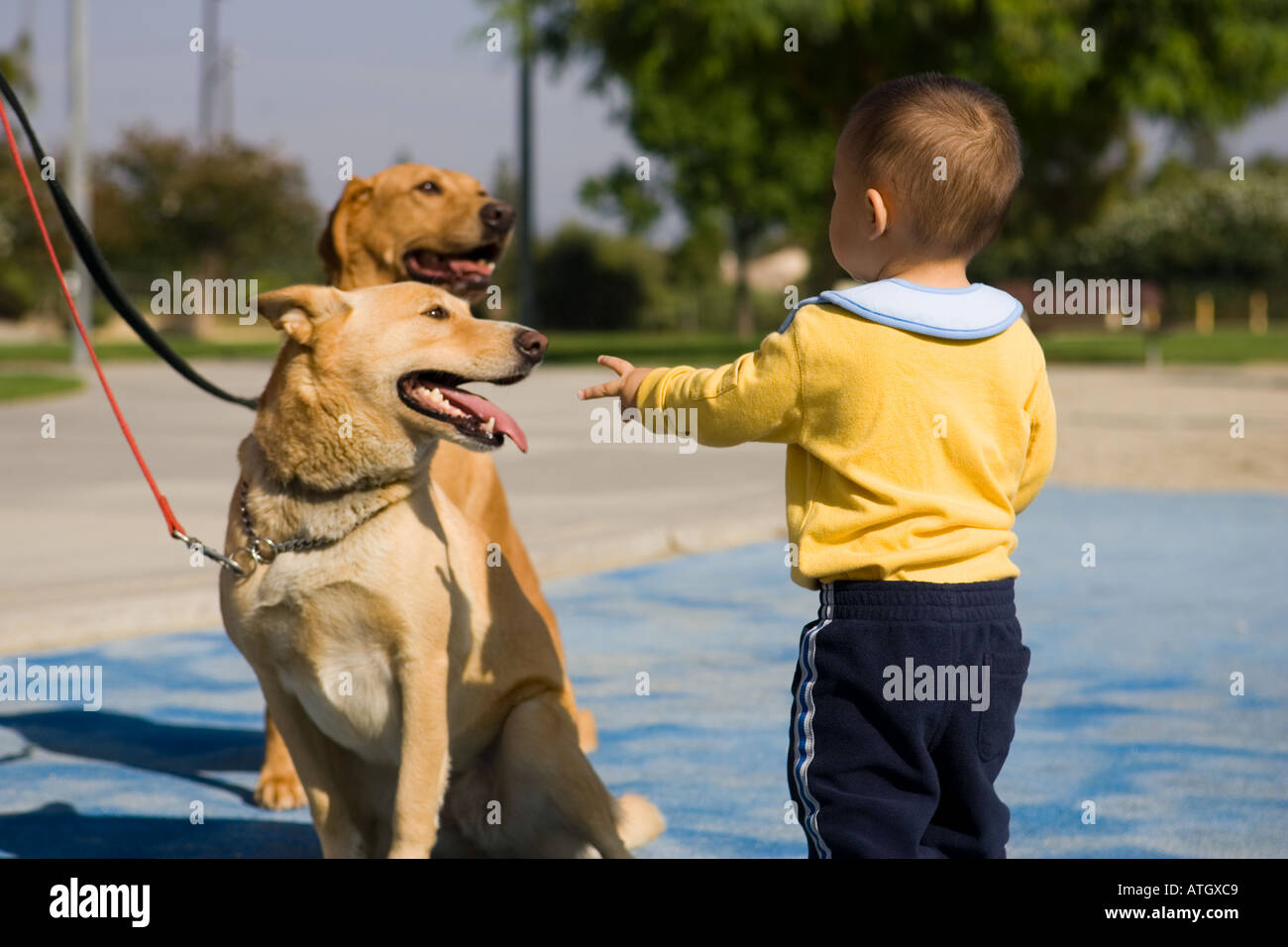 Un curioso ragazzo asiatico cercando di toccare due cani in un parco Foto Stock