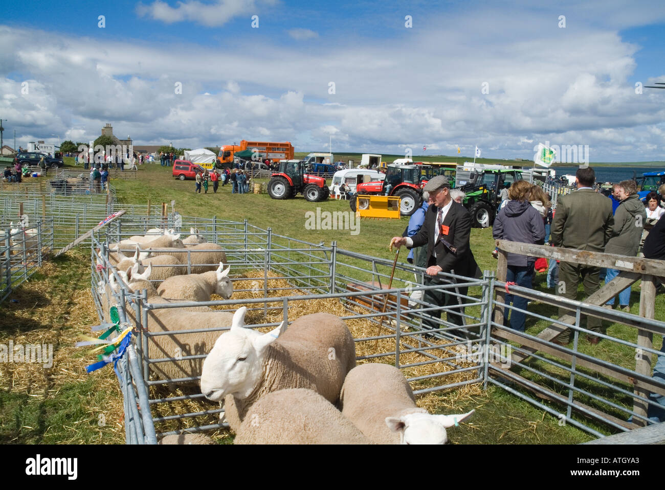 Dh continentale est mostra ST ANDREWS ORKNEY giudicare guardando le pecore nella penna di allevamento mostra concorso di massa a stock in tempo reale Foto Stock