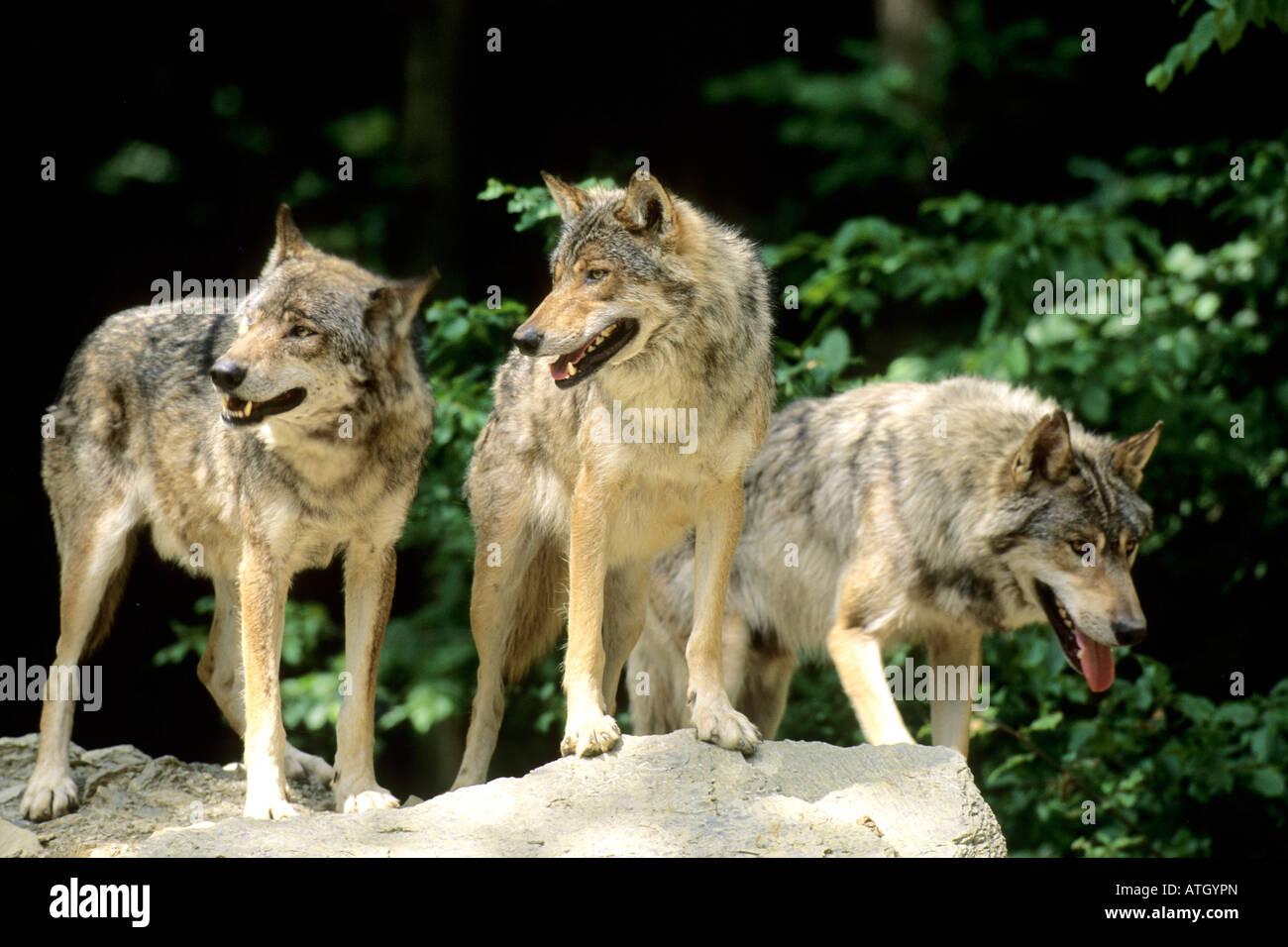 Unione Lupo (Canis lupus), tre persone in piedi su una roccia Foto Stock Unione Lupo (Canis lupus), tre persone in piedi su una roccia Foto Stock