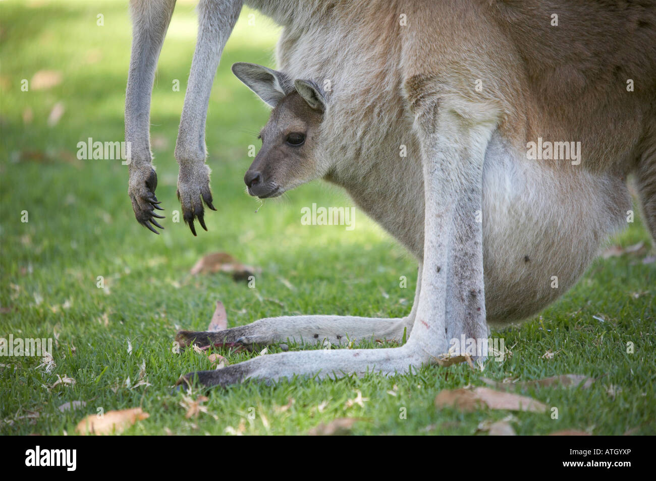 Grigio occidentale Canguro (Macropus fuliginosis) joey sbirciando fuori della madre della custodia Foto Stock