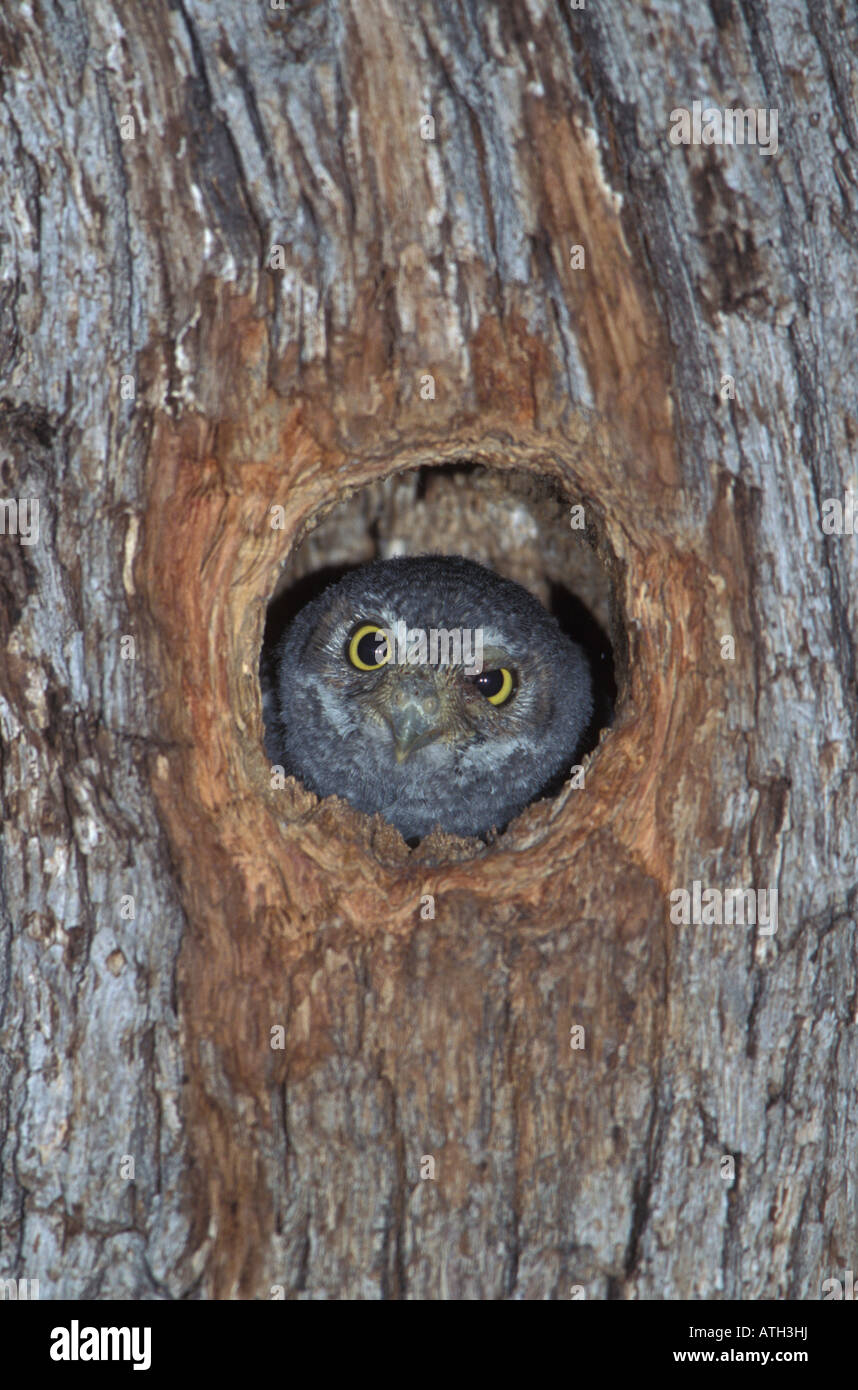 Elf Owl annidata, Micrathene whitneyi, nella cavità di nido in quercia. Foto Stock