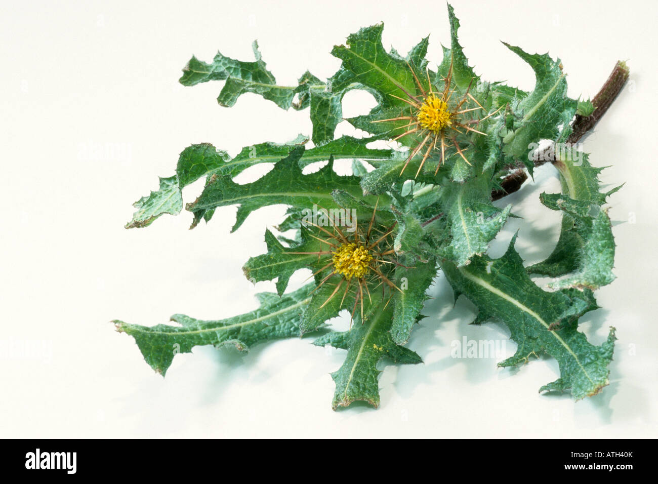Cardo santo, il Beato Thistle (Cnicus benedictus), fioritura ramoscello, studio immagine Foto Stock