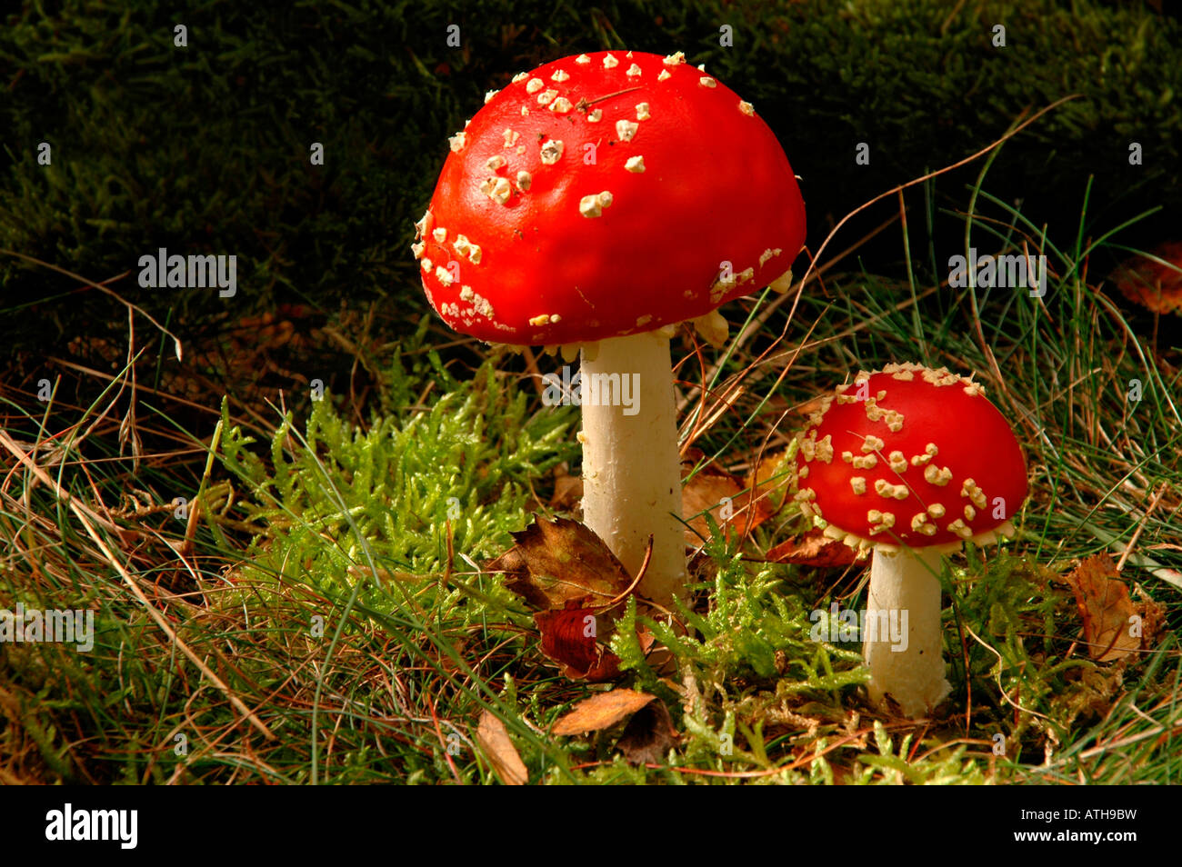 Una chiusura di due Fly Agaric, amanita muscaria, Foto Stock