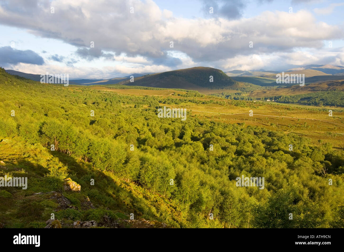 Morrone Birkwood, un relitto naturale bosco di betulle vicino a Braemar, guardando al Cairngorms Foto Stock