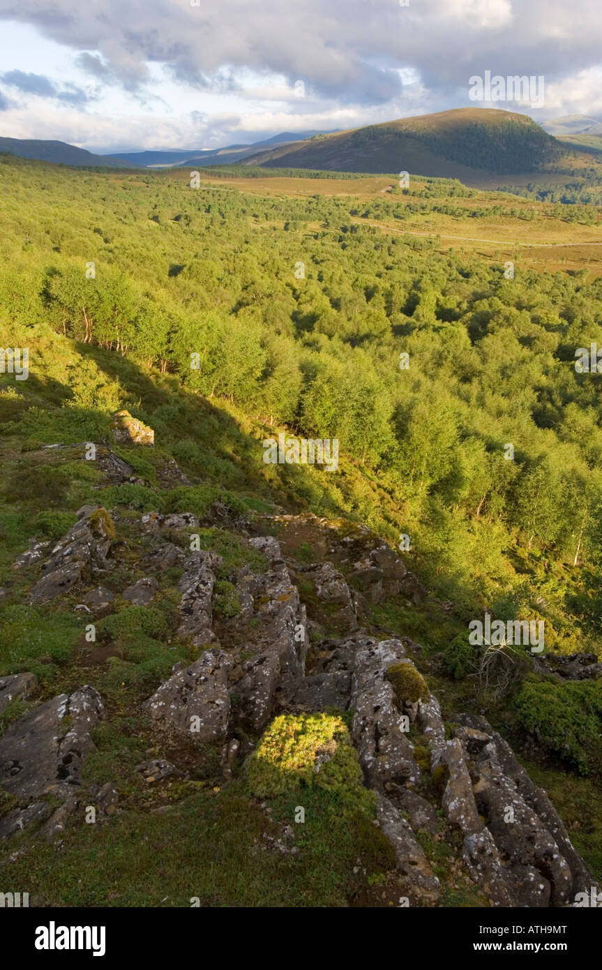 Morrone Birkwood, un relitto naturale bosco di betulle vicino a Braemar, guardando al Cairngorms Foto Stock