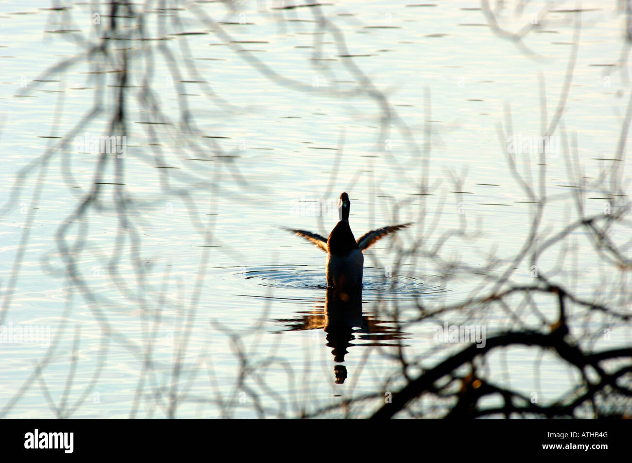 Un Stagliano Mallard Duck,sbattimenti le sue ali sul serbatoio Tittisworth in Staffordshire Inghilterra. Foto Stock