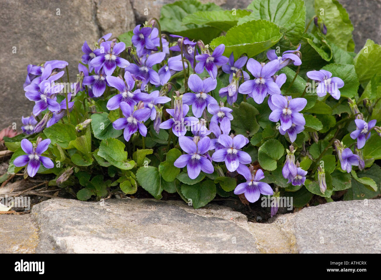 Fiori Viola Viola riviniana close up Foto Stock