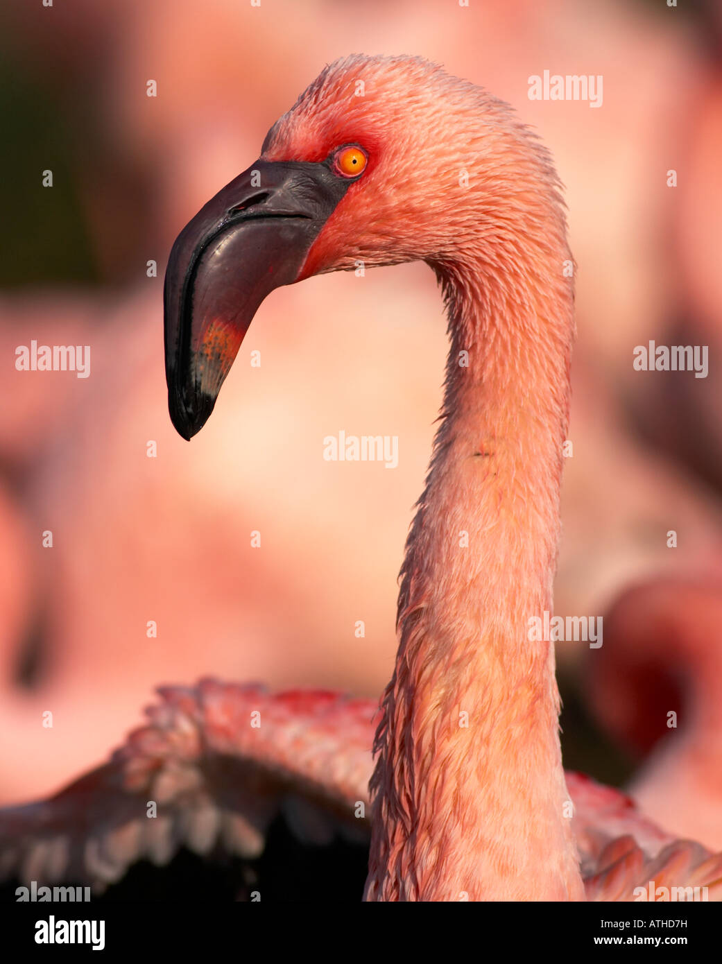 Flamingo ritratto Foto Stock