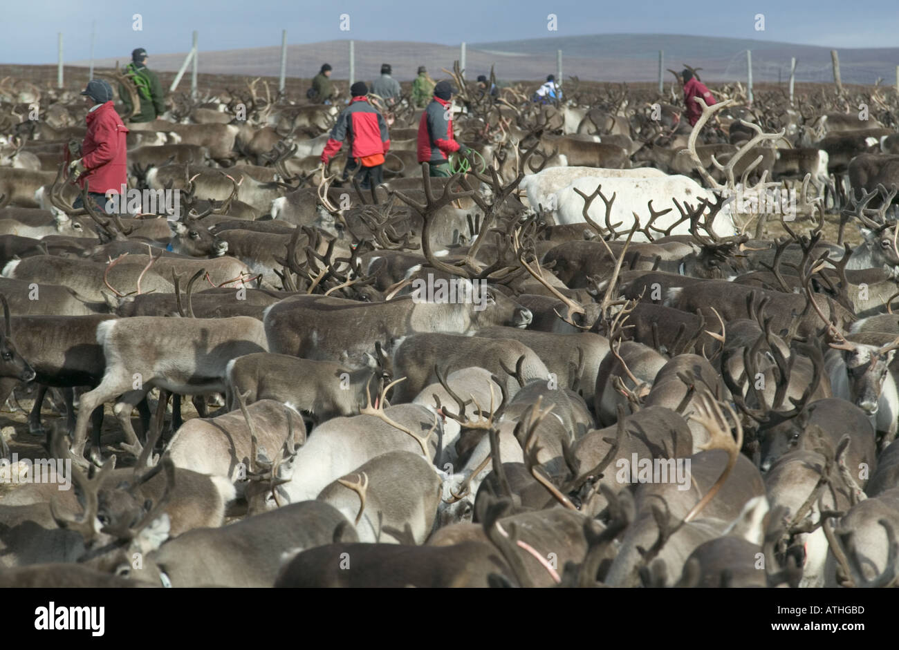 La renna autunno round up dalla popolazione Sami Kuorpak nei pressi di Jokkmokk Lapland Svezia Foto Stock