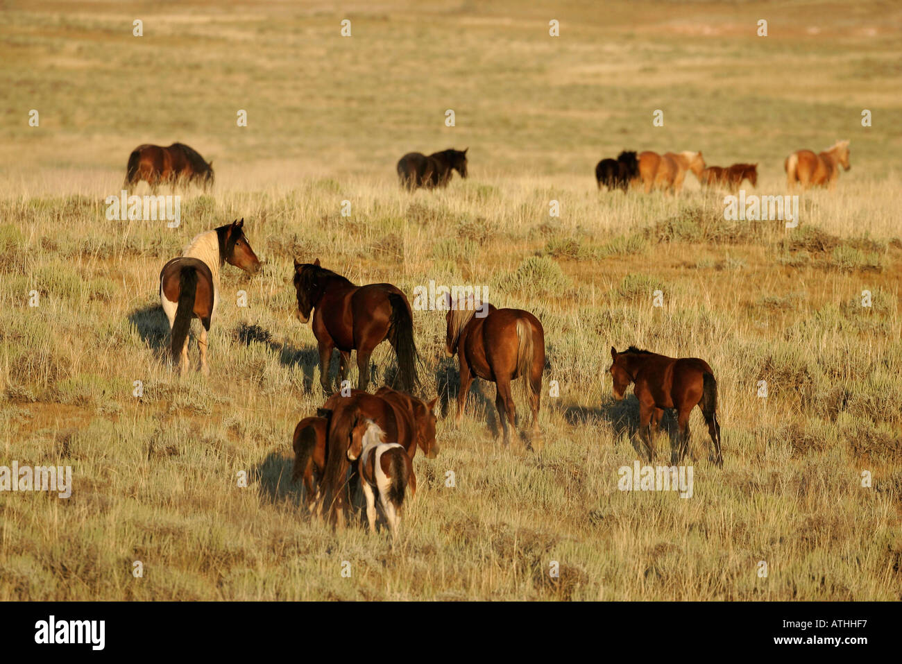 Banda di wild mustangs Foto Stock