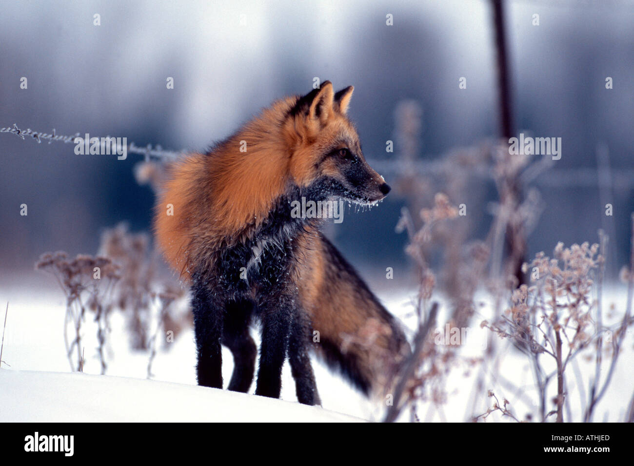 Fase incrociata Red Fox in inverno Foto Stock