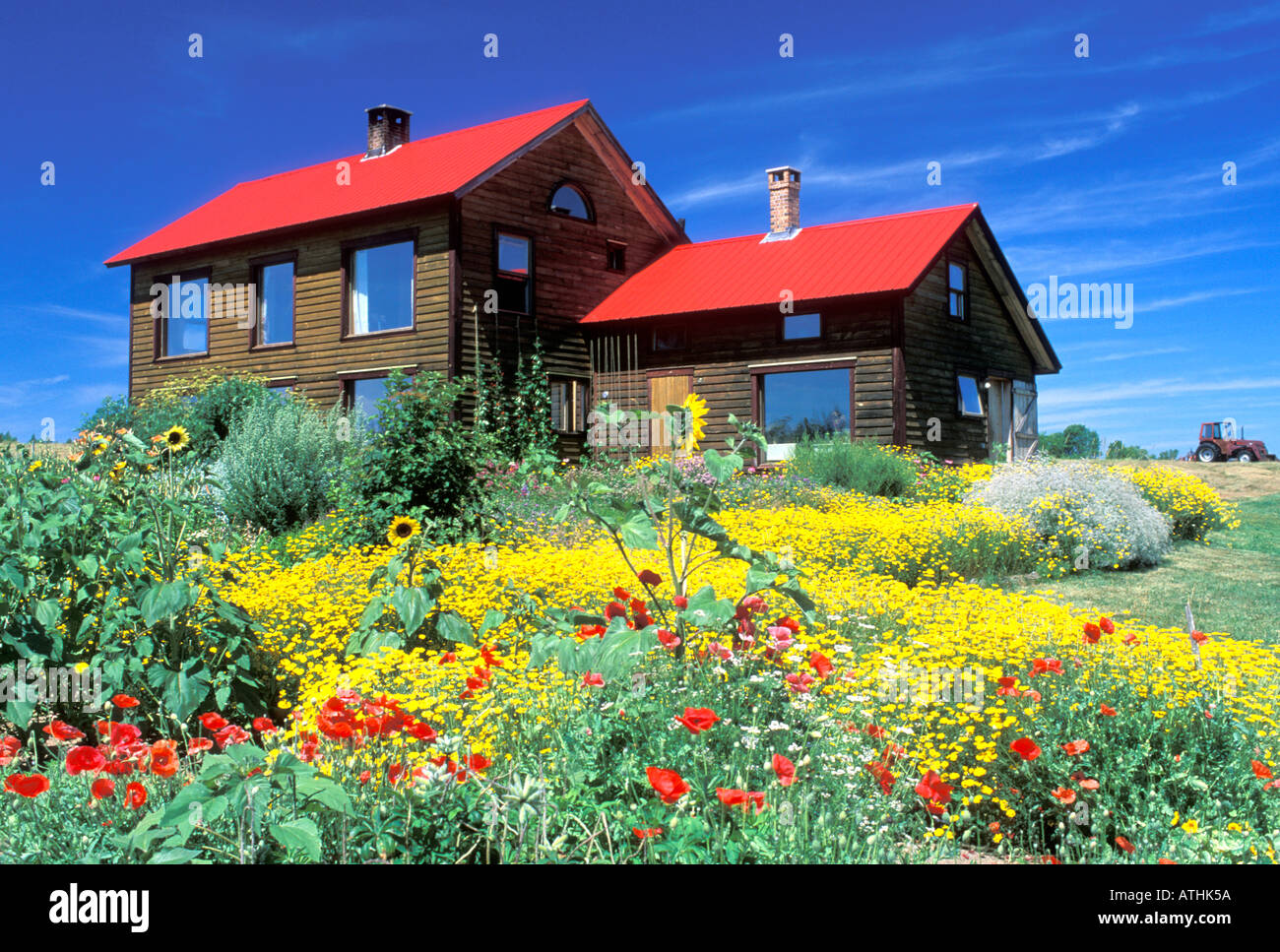 Giallo fiori selvatici a fronte di un passivo e attivo powered solar house New Brunswick Canada Foto Stock