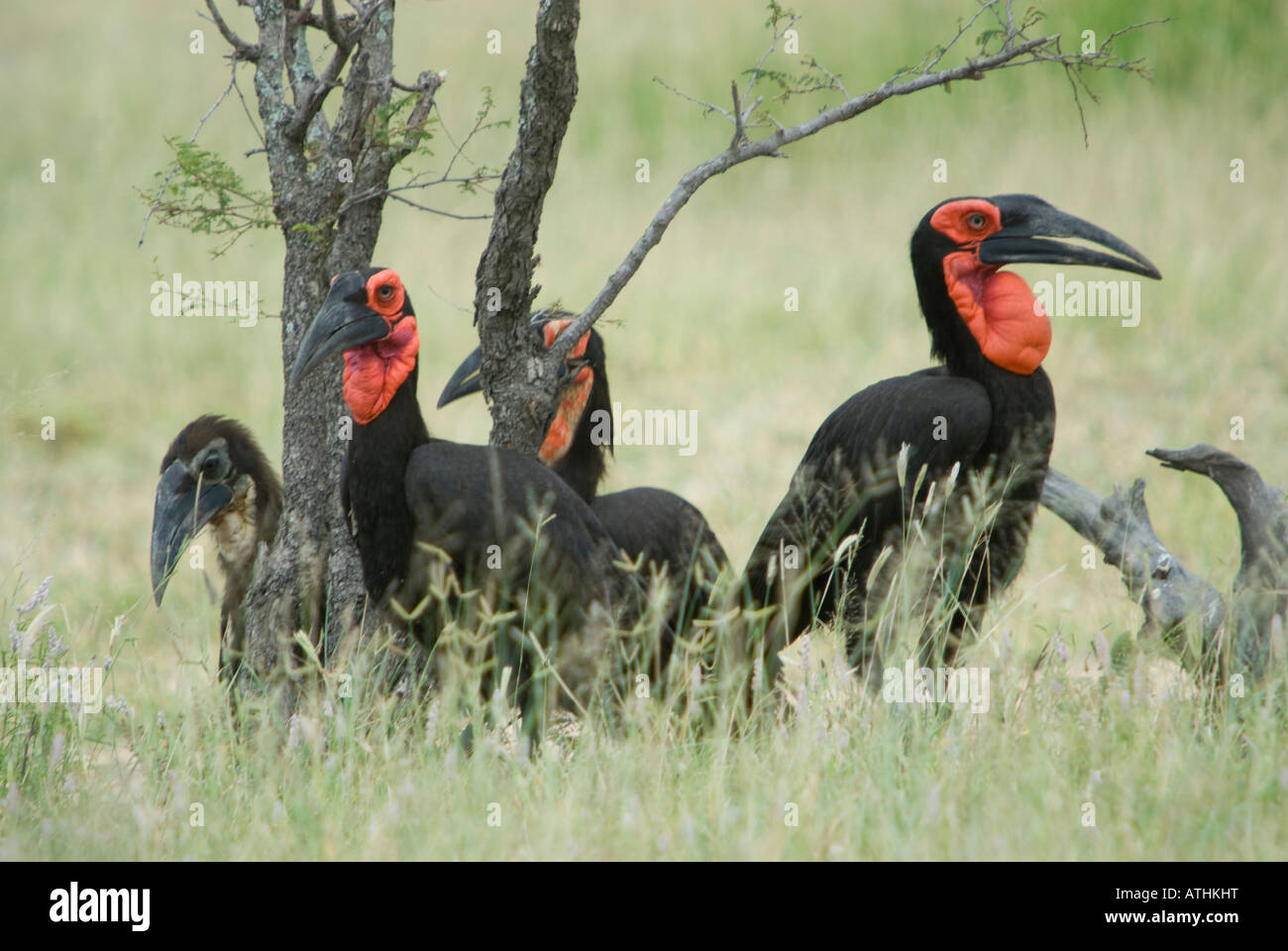 Un gruppo di massa hornbills riuniti intorno ad un piccolo albero di Bushveld africana Foto Stock