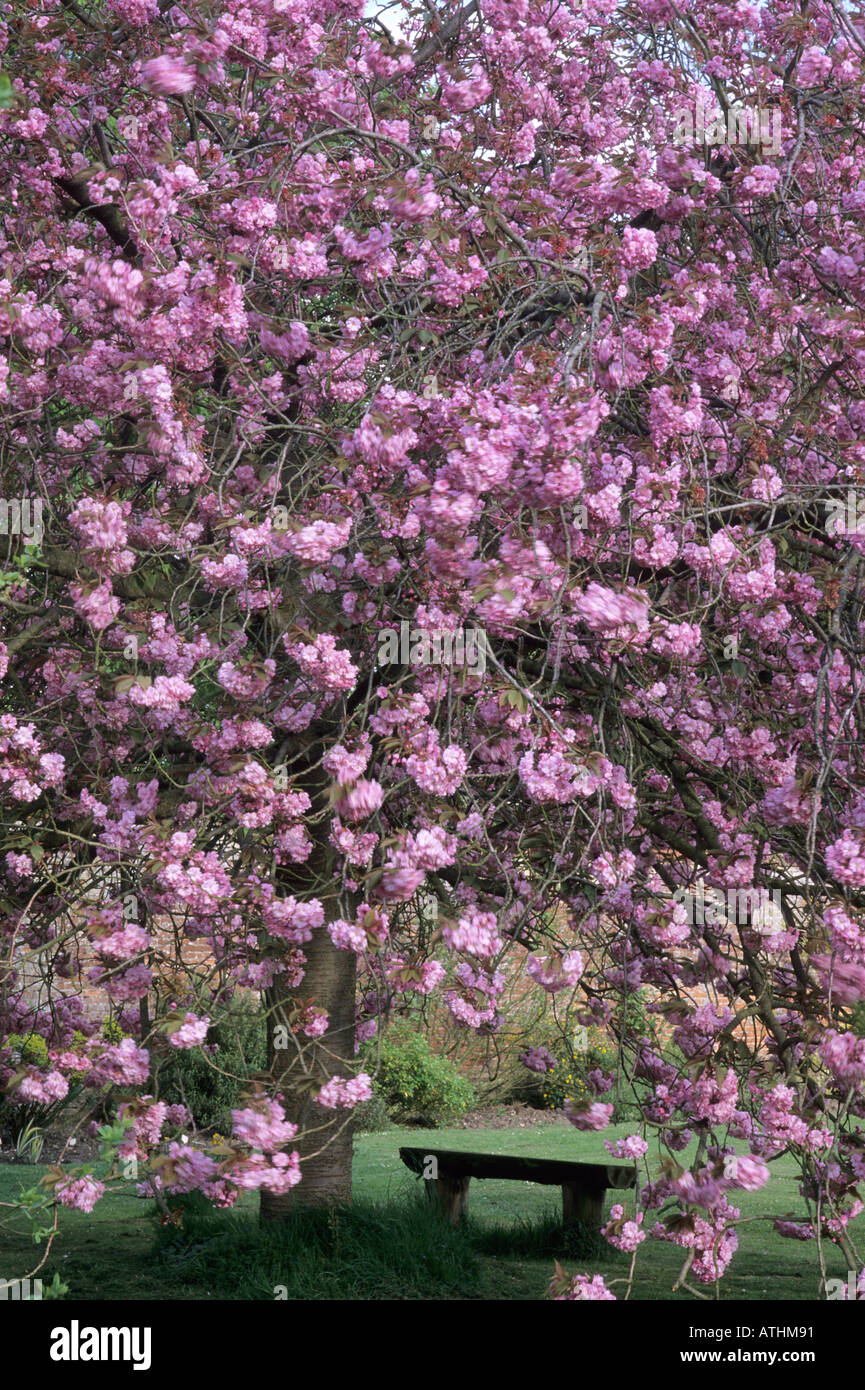 Prunus 'Kanzan' Foto Stock